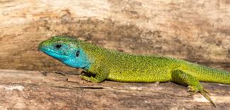 Lacerta viridis 