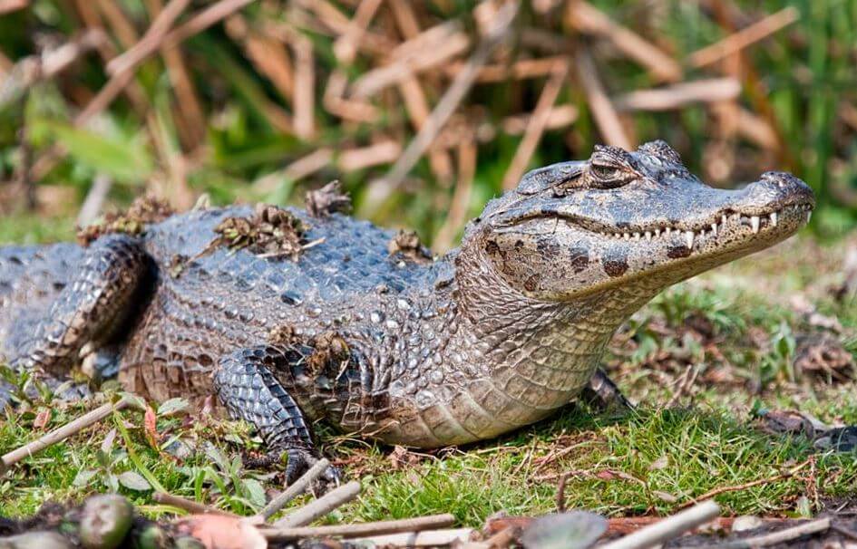 Кайма́н парагва́йский, Жакаре́ 