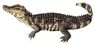 Кайма́н гладколо́бый Шнáйдера 