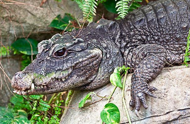 Крокоди́л тупоры́лый  