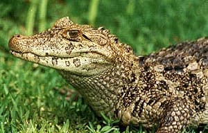 Кайма́н широкомо́рдый 