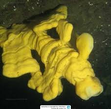 Афрокалистес