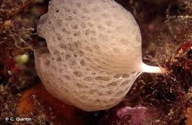 Клатрина пористая