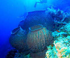 Губка обыкновенная