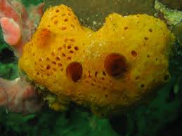 Губка чесночная