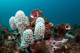 Розациндра